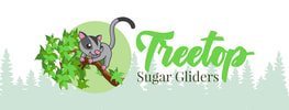 Treetop Sugar Gliders
